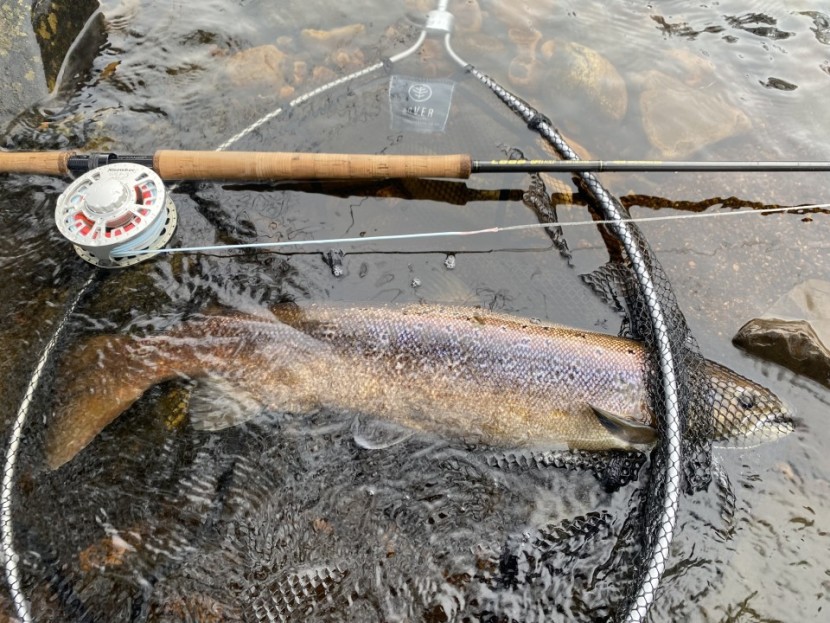 Raby Estate salmon - GH from Barnard Castle